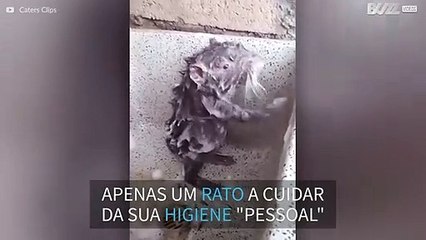 Inacreditável! Este rato toma banho como se fosse humano