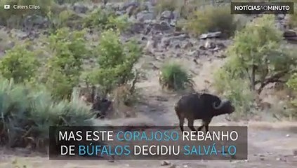 Bufalos enfrentam leões para salvar filhote de elefante