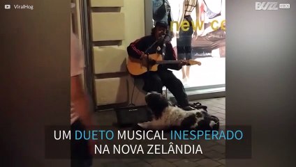 Cão e músico de rua fazem dueto adorável na Nova Zelândia