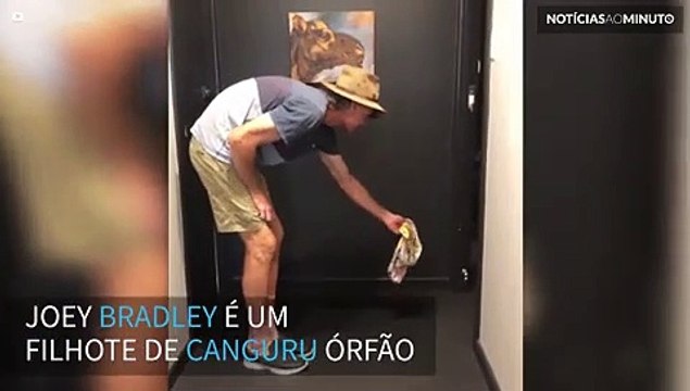 Filhote de canguru dá seus primeiros passos em santuário na Austrália