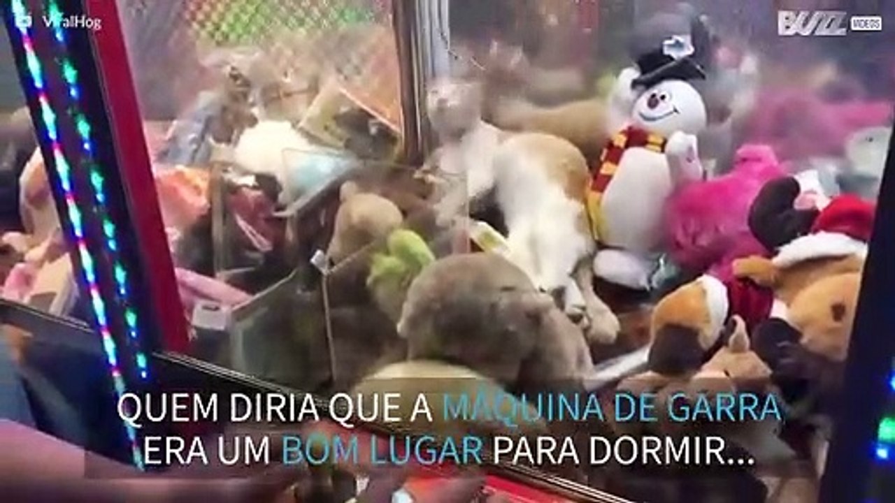Gato dorme dentro de máquina de garra