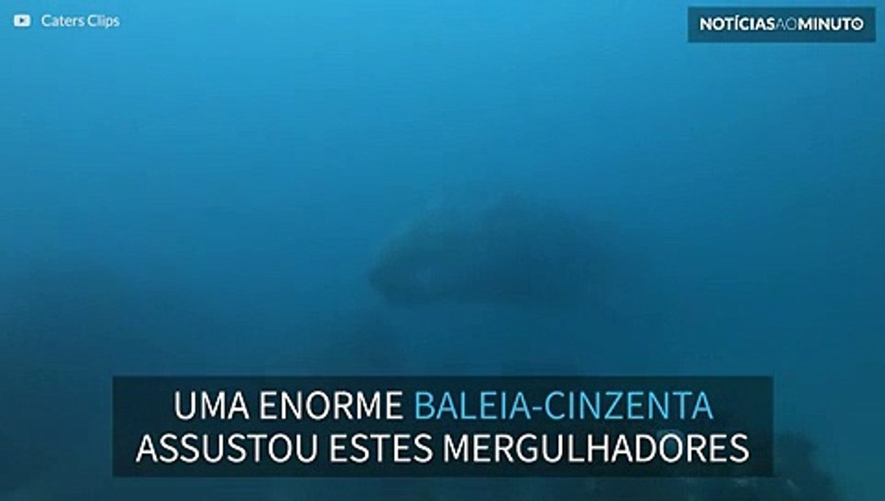 Baleia gigante surpreende mergulhadores em fossa oceânica