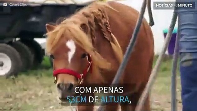 Este adorável cavalo mede apenas 21 polegadas de altura
