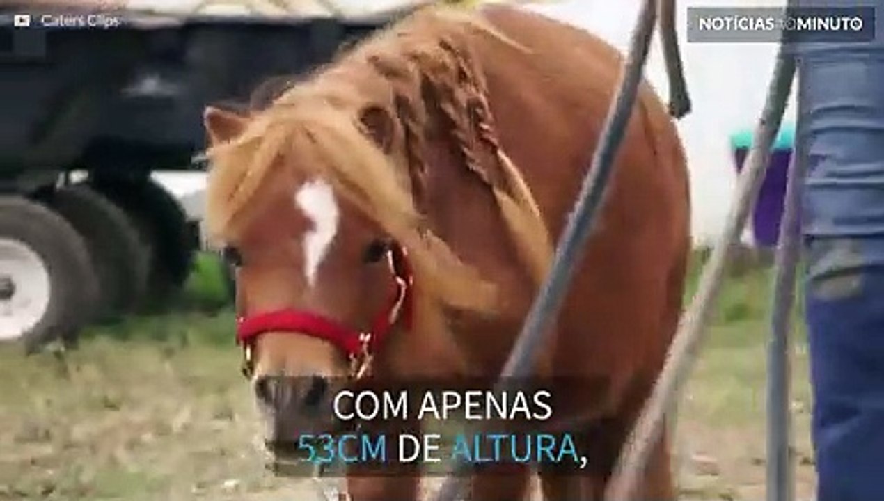 Este adorável cavalo mede apenas 21 polegadas d...