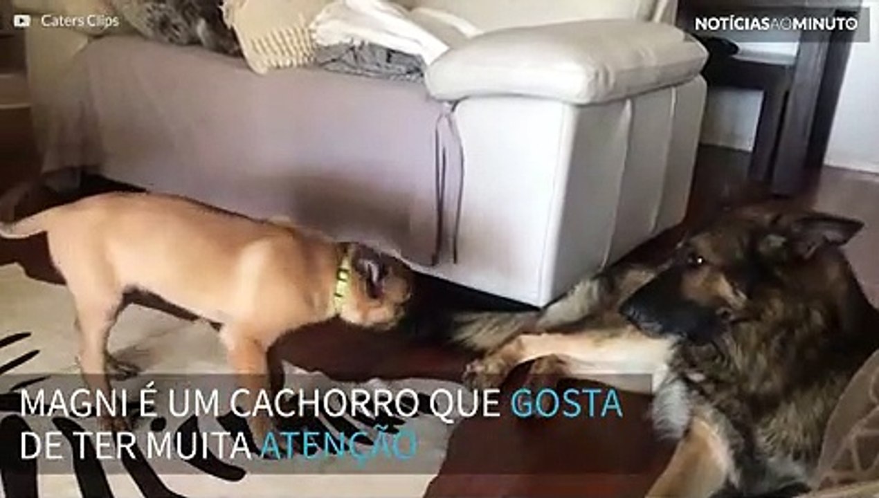 Até quando um cão atura outro cão?