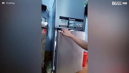 Cães filhotes dormem confortavelmente dentro da geladeira