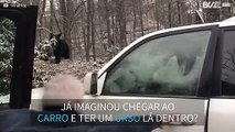 Urso fica preso dentro de carro nos EUA!