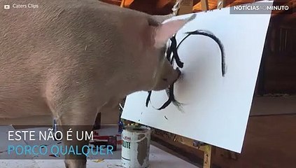 Conheça Pigcasso, o porco pintor