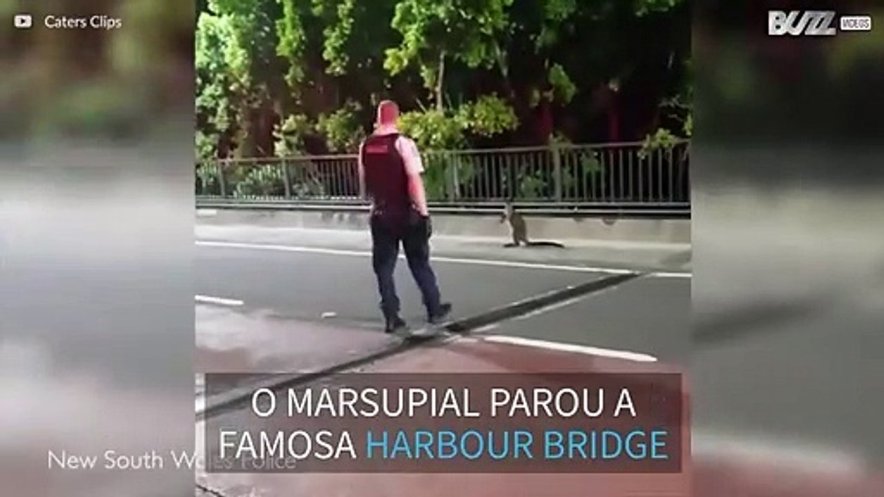 Marsupial interrompe o trânsito na Harbour Bridge em Sidney