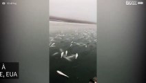 Milhares de peixes morrem congelados após tempestade de neve