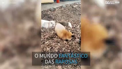 Espertas e malandras: Os melhores momentos de raposas flagrados em vídeo