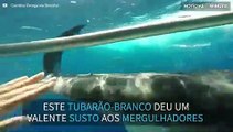 Tubarão-branco esbarra em jaula de mergulhadores