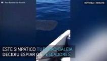 Curioso Tubarão-baleia interage com pescadores