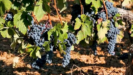 Peter Sisseck - Un vino de corazón Tempranillo