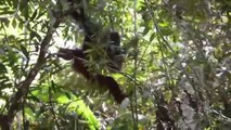 Borneo devuelve a su hábitat a 10 orangutanes que habían sido evacuados por riesgo de contagio de coronavirus