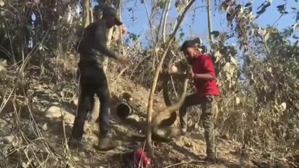 Rescatan una pitón de 4 metros de largo de una tubería en una fábrica de La India