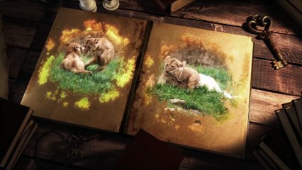 Beauval - La terre des lions - Land of lions