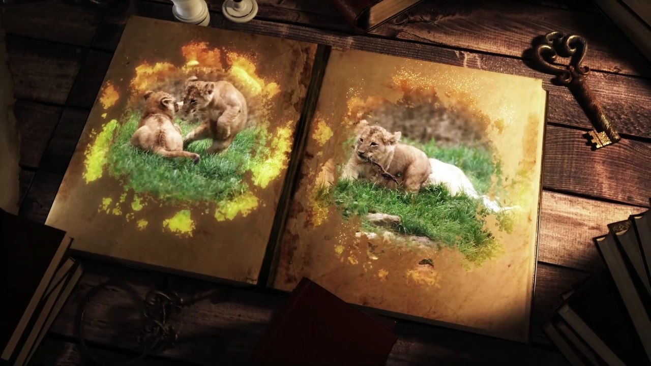 Beauval - La terre des lions - Land of lions