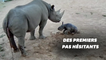 Ce bébé rhinocéros a fait ses premiers pas dans un zoo australien