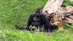 BEAUVAL - Les gorilles des plaines de l'Ouest - Western lowland gorillas