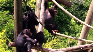 Les chimpanzés du zoo de Beauval - The chimpanzees of Beauval zoo.