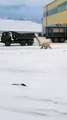Des ours polaires suivent un camion poubelle pour avoir de la nourriture (russie)