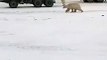 Des ours polaires suivent un camion poubelle pour avoir de la nourriture (russie)