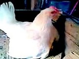 Galinha garnize protegendo seus filhotes - Bantam chicken