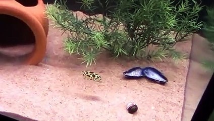 Akvaryuma lazer tutulursa ne olur?