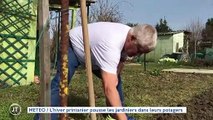 METEO / L'hiver printanier pousse les jardiniers dans leurs potagers