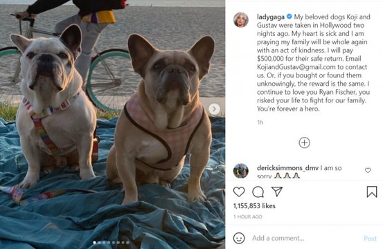Dog walker Ryan Fischer praises Lady Gaga for 'unwavering' support