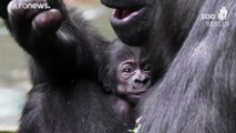 Gorilla-Nachwuchs im Zoo Berlin: Es ist ein Mädchen, Name gesucht