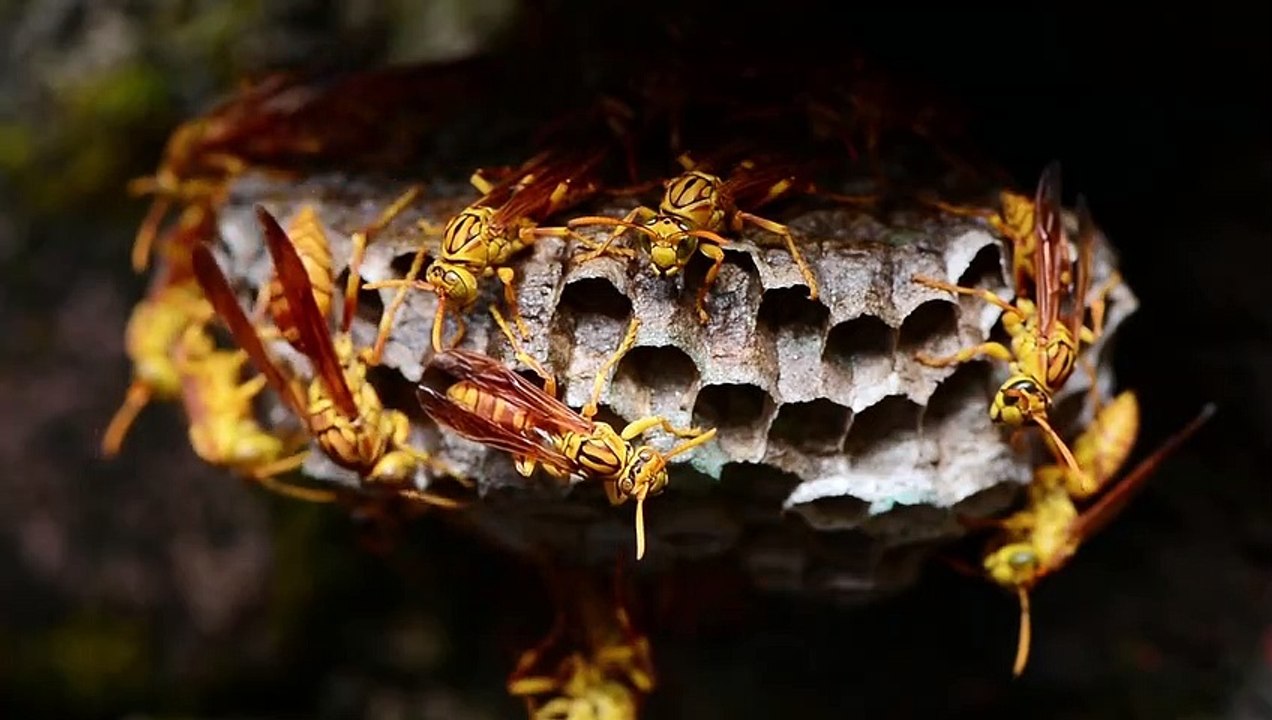 honeybee