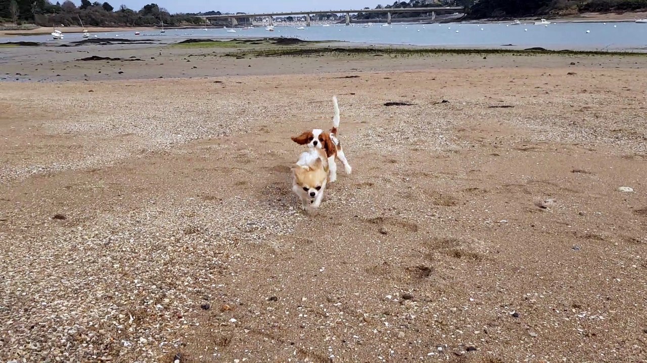 A la plage à Lancieux 21 02 courses des petits