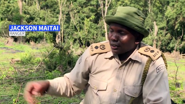 The simple 'seedballs' giving Kenya's forests a helping hand