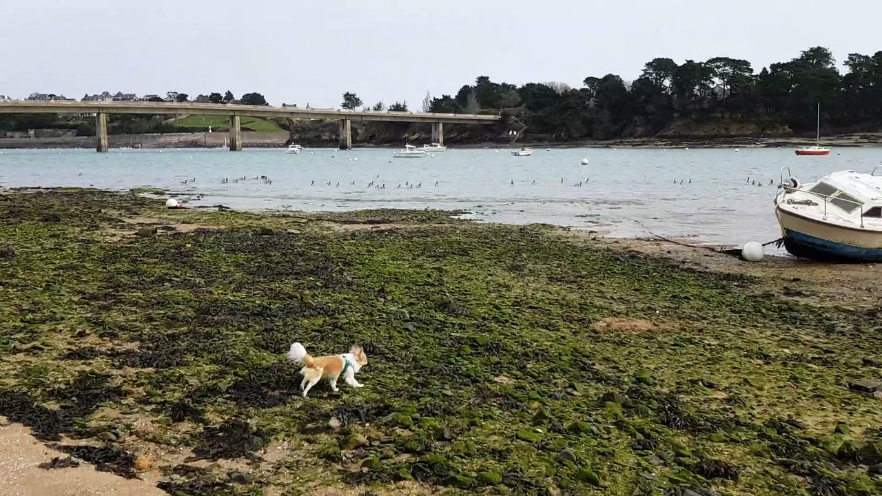 A la plage à Lancieux 21 02 Golmotte et Phandor
