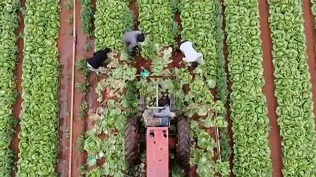 NSW moratorium on genetically modified crops to end