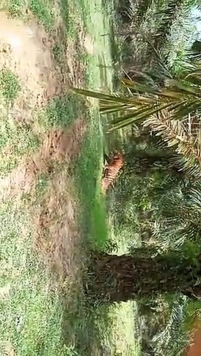 harimau ganas di tmkapp