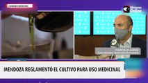 Mendoza reglamentó el cultivo para uso medicinal