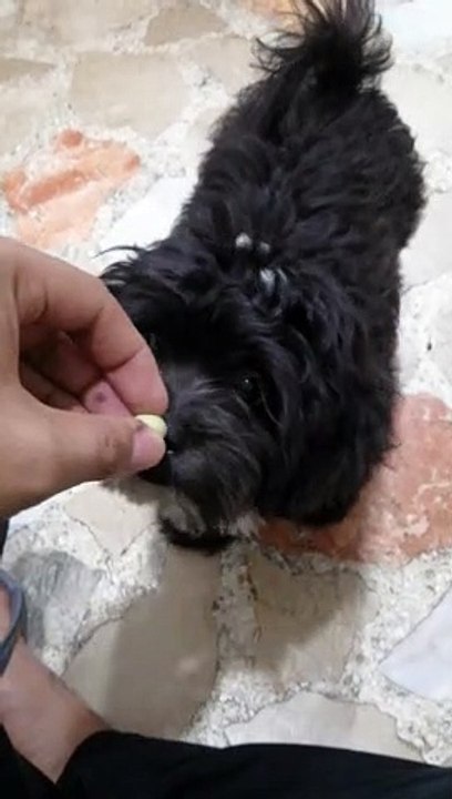 Primo Kulit