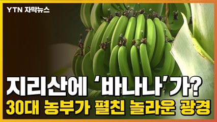 [자막뉴스] 지리산에 '바나나'가?...30대 농부가 펼친 놀라운 광경 / YTN