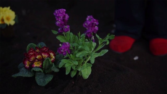 Things I Wish I Knew Before I Started My First Garden