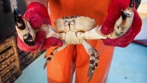Florida stone crab claws are one of the priciest seafoods you can buy. Here's what makes them so expensive.