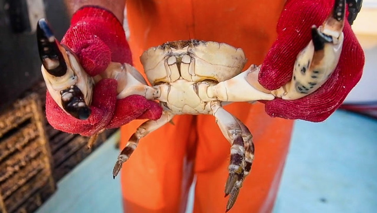 Florida stone crab claws are one of the priciest seafoods you can buy. Here's what makes them so expensive.