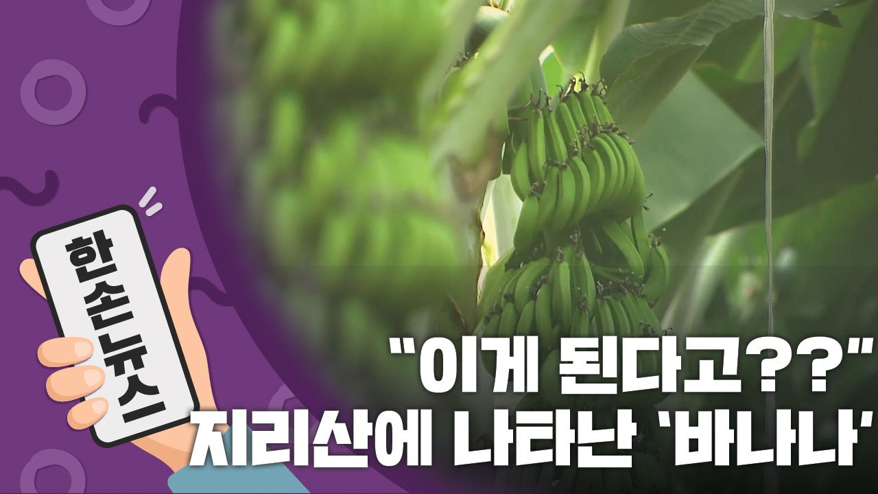 [15초 뉴스] "이게 된다고??"...지리산에 나타난 '바나나' / YTN