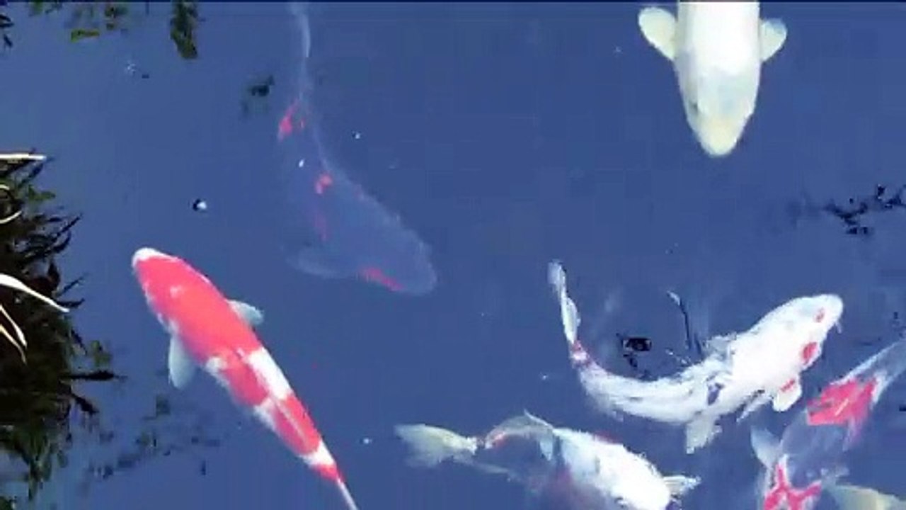 KOI