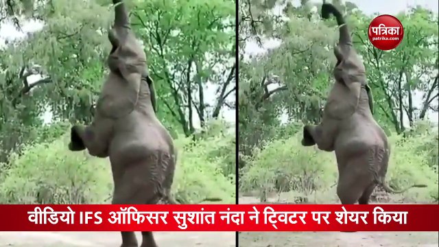 Video: जब गजराज जंगल में करने लगे योग, देखकर आप भी रह जाएंगे दंग