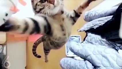 Kediler çok yetenekli