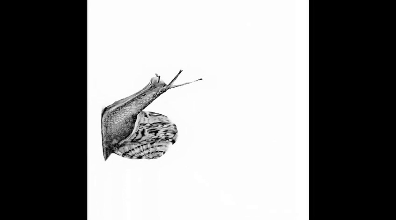 Famous Dutchman II Morphing