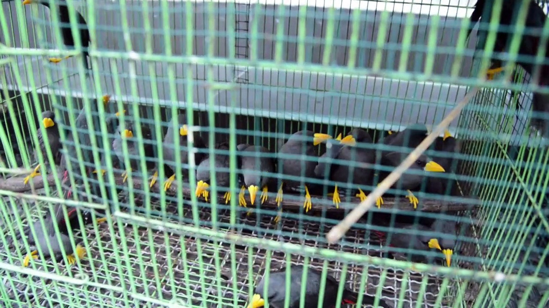 ⁣Indonesia foils attempt to smuggle endangered birds